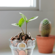A growing plant on coin soil