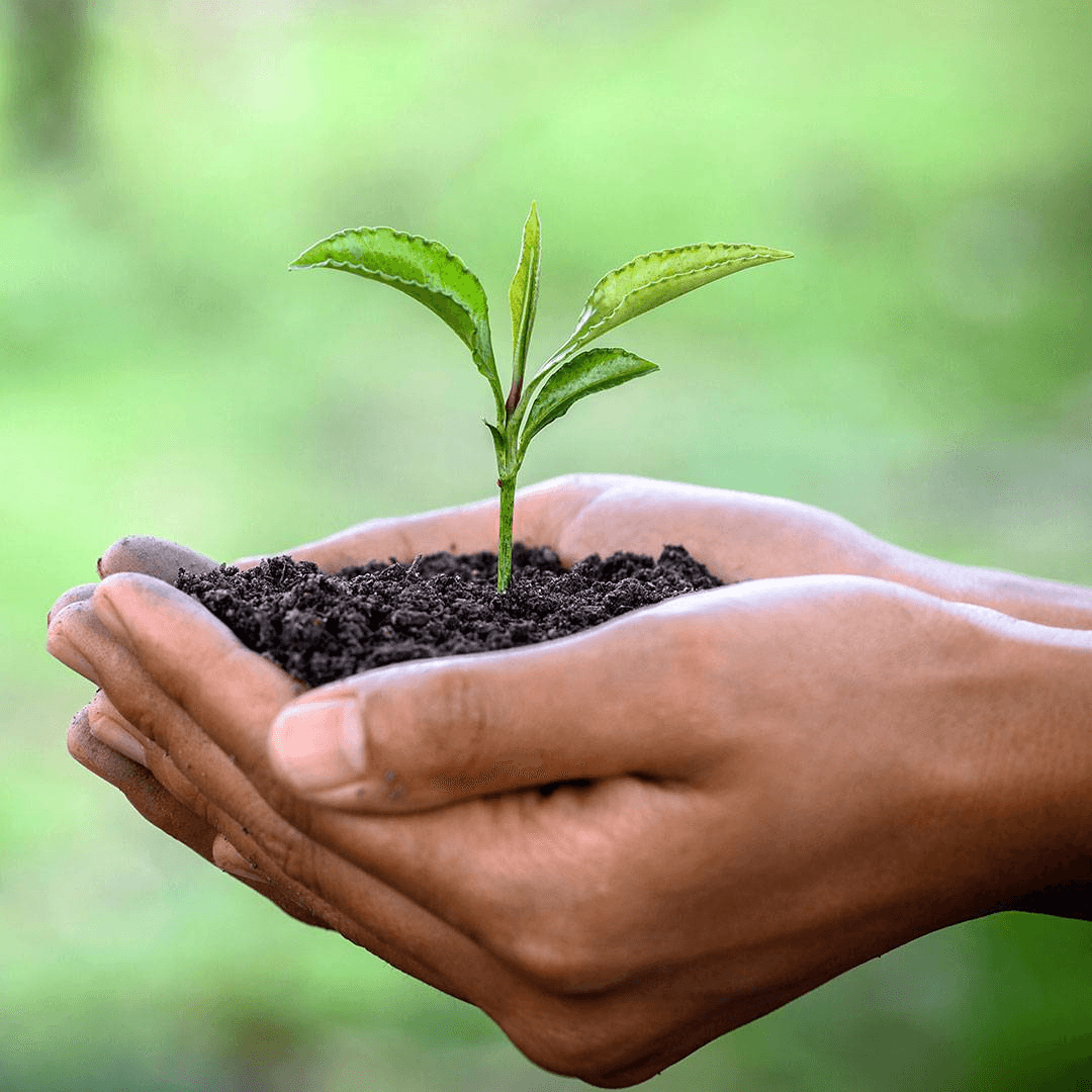 seedling in hands
