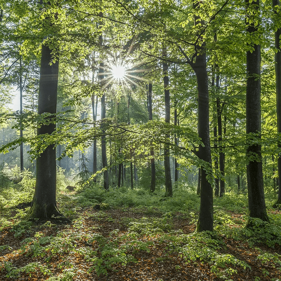 forest